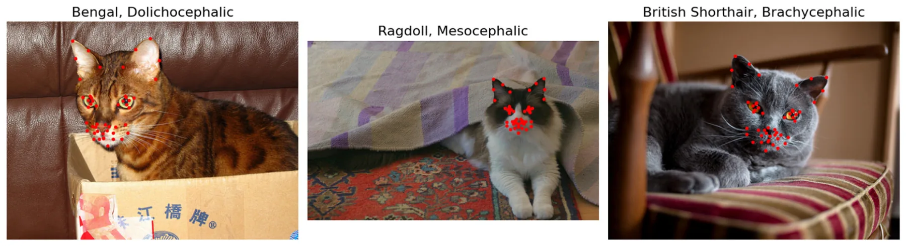 FIGURE 1 Cat images with 48 facial landmarks, breed, and cephalic type. Images are taken from the public Oxford IIIT Cats dataset (https://www.kaggle.com/datasets/imbikramsaha/cat-breeds).