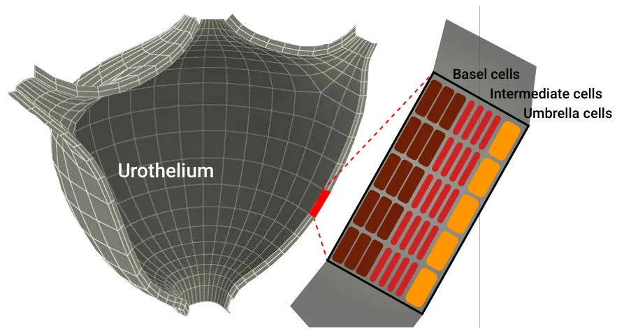 Figure 2. A schematic view of the geometrical configuration of the urothelium used in the model. The three-dimensional mesh configuration was adopted from [44]. In addition, the urothelium’s geometry is populated by eight layers of cells with a depth of 40 cells, following the model proposed by [45].