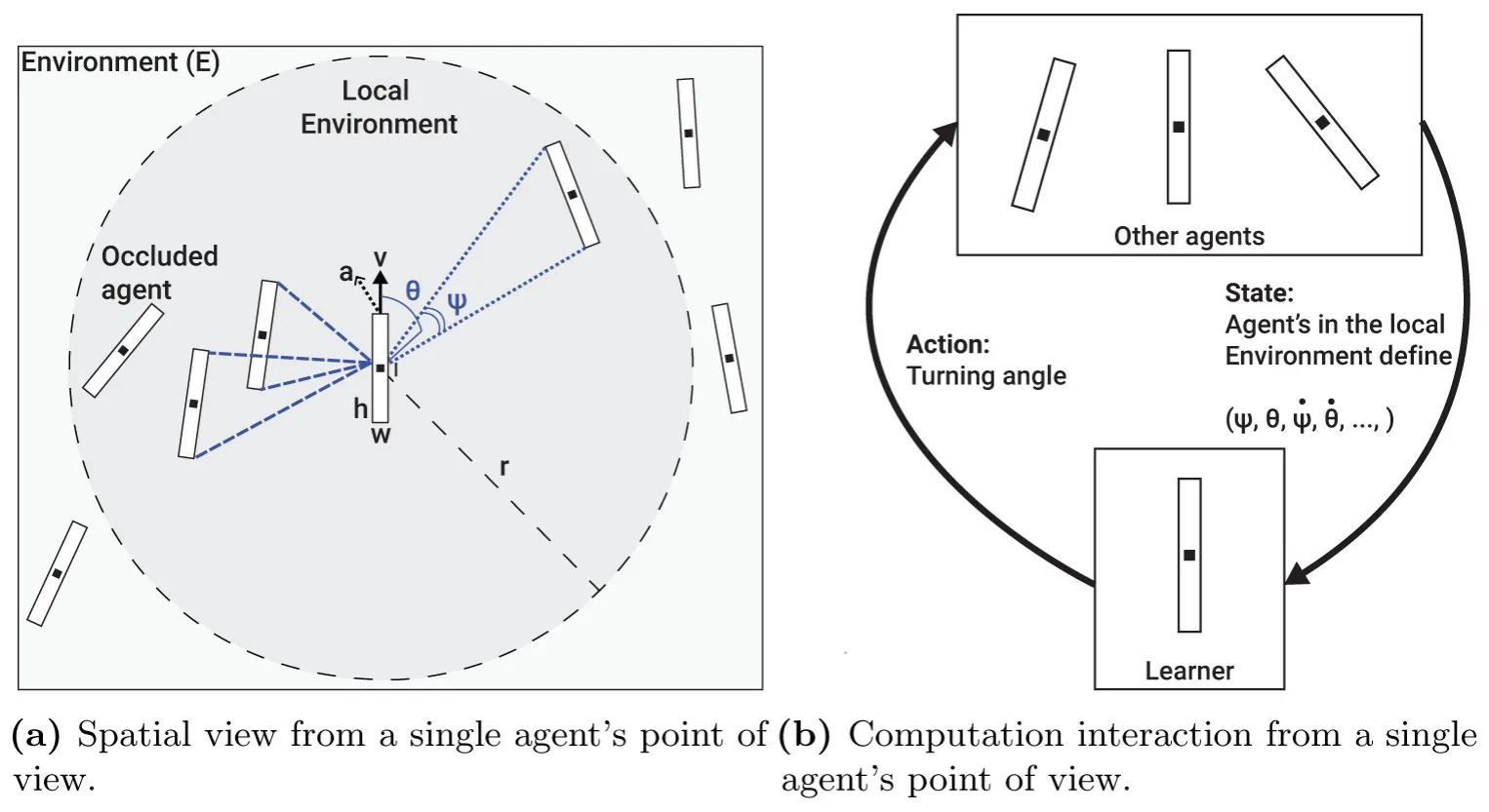 Fig 2. A schematic view of the vision sensing mechanism of an agent. The computation is presented for a single focal agent but performed symmetrically for all the agents in the population. (a) Spatial view from a single agent’s point of view. (b) Computation interaction from a single agent’s point of view.