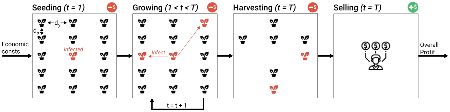 FIG. 1. A schematic view of the model’s spatiotemporal dynamics. At the beginning (t = 1), the field is seeded and some plants are infected. Next, for a duration, T < ∞, the plants grow and infect each other. After T steps in time, the plants are harvested and the non-infected plants are sold for profit.