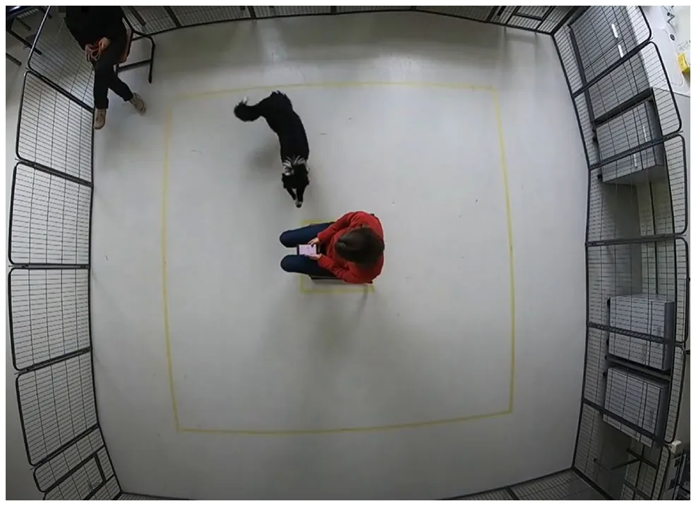 Figure 1. A frame collected of the testing arena used to record dogs’ behavior during the ’Stranger test’. The arena was fenced and recorded from above using a camera. The test person (stranger) is sitting in the middle, and the familiar person (owner) is sitting in the corner.