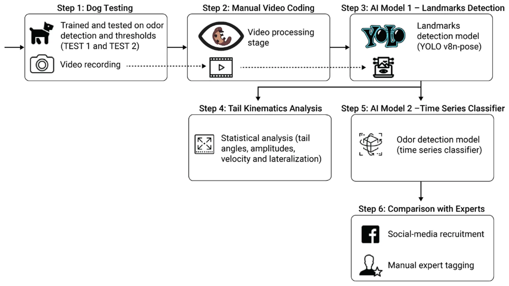 Figure 1. A schematic view of the study’s design. Step 1 (dog testing): dogs were previously trained and then tested on odour detection thresholds (test 1: performed on the trained concentration; test 2: decreasing odour concentrations until reaching detection threshold) with overhead video recording. Step 2 (manual video coding): manual video annotation. Step 3 (AI model 1—landmark detection): training landmarks detection of key dogs’ body from the videos. Step 4 (tail kinematics analysis): statistical analysis of tail kinematic features. Step 5 (AI model 2—time-series classifier): time-series data classification. Step 6 (comparison with experts): detection dog experts’ classifications on selected clips were compared to AI model accuracy.