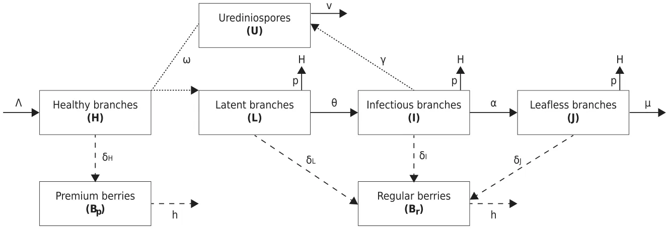 FIG. 1. A schematic illustration of the tree level CLR spread dynamics. Solid lines indicate changes in the epidemiological state of the coffee tree’s branches. Dashed lines indicate berries production. Dotted lines indicate the production and interaction of urediniospores with the coffee tree’s branches.