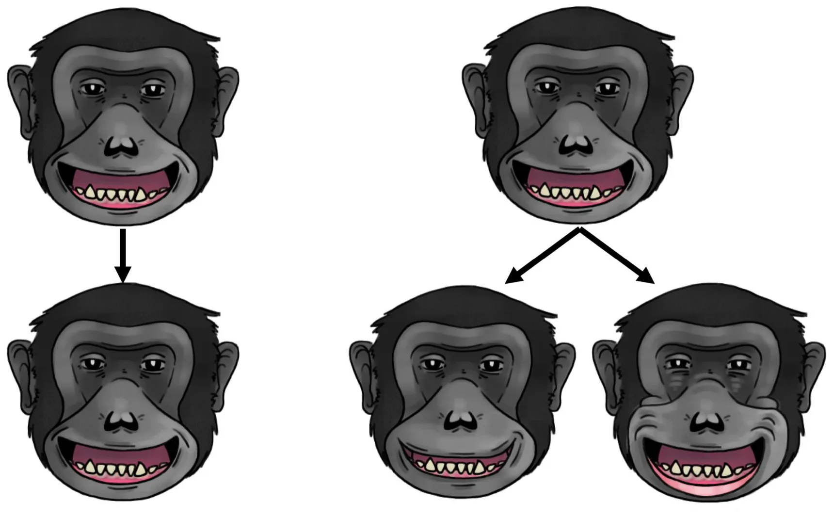 Figure from: Expanding the horizons of facial mimicry in chimpanzees (Pan troglodytes): new insights into diverse signal types and contexts