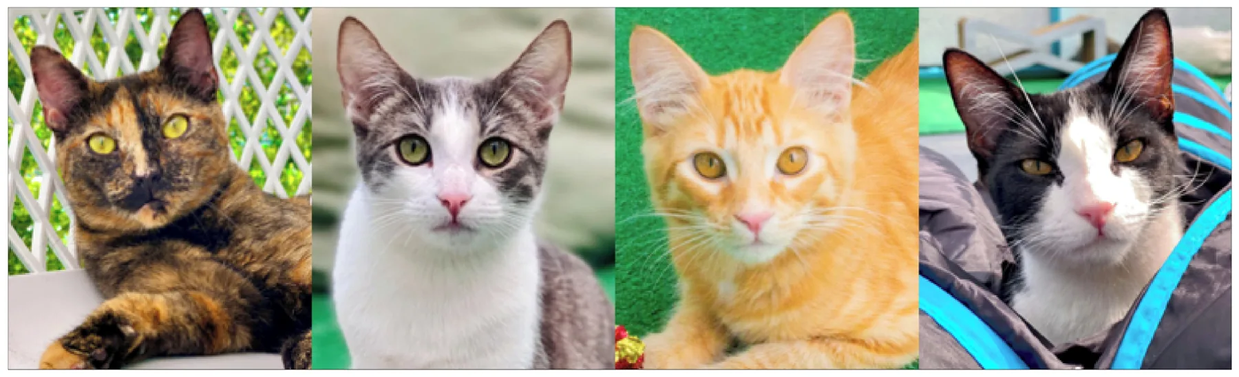 Figure from: Facial color patterns and intraspecific facial signaling complexity in domesticated cats (Felis silvestris catus)