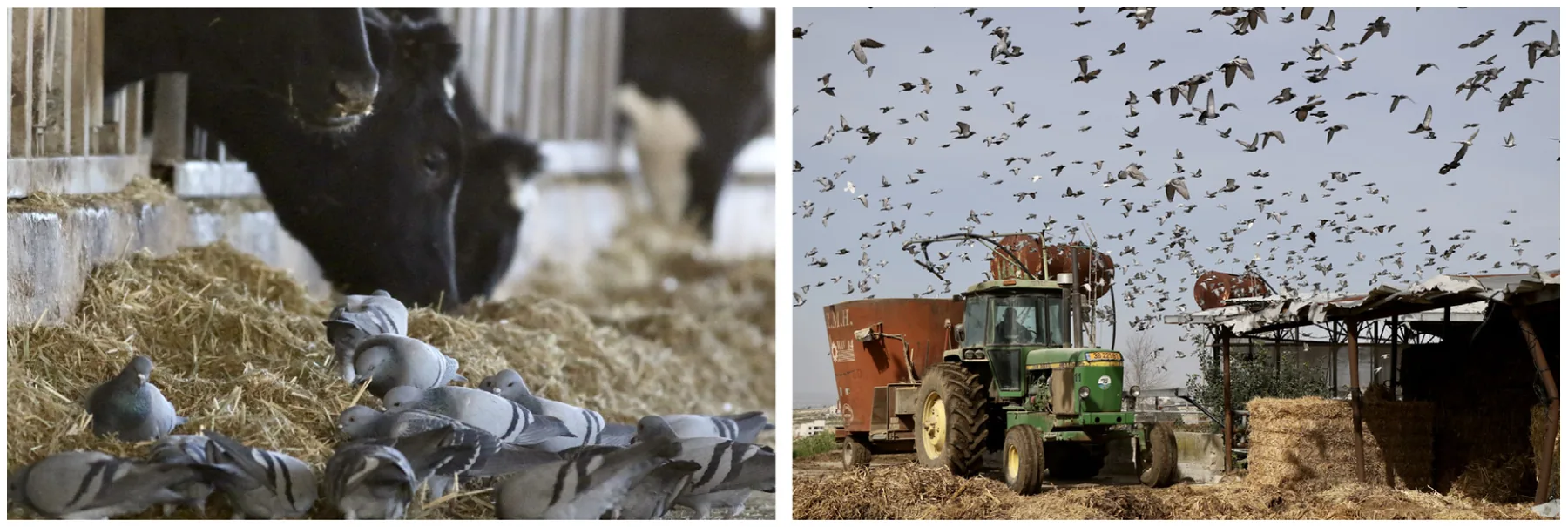 Fig. 1. Two images of pigeons in a cowshed located in Israel, taken on the site of the empirical data collection of Crafton et al. (2023). The images show the high proximity of pigeons to cows and their food (facilitating transmission), and the high density and mobility of pigeons (underscoring their between-site transmission potential). Photos by Tovale Solomon.