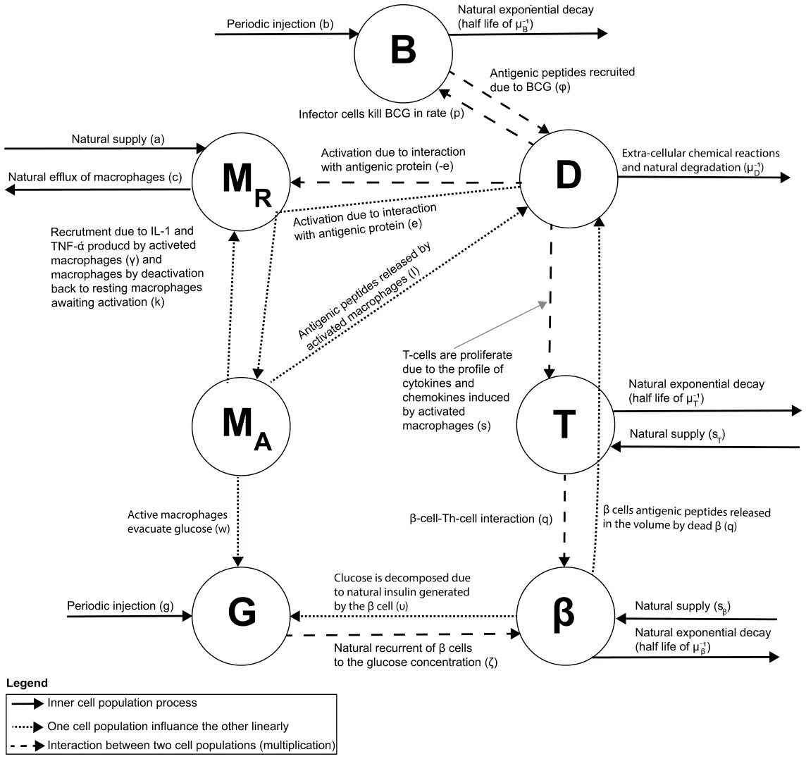 Fig. 1. A schematic view of the interaction between the cell populations, divided by interaction type, where B, MR, D, MA, T, G, and β stands for BCG-cells, resting macrophages, dendritic cells, active macrophages, autolytic T cells, concentration of glucose, and β cells.