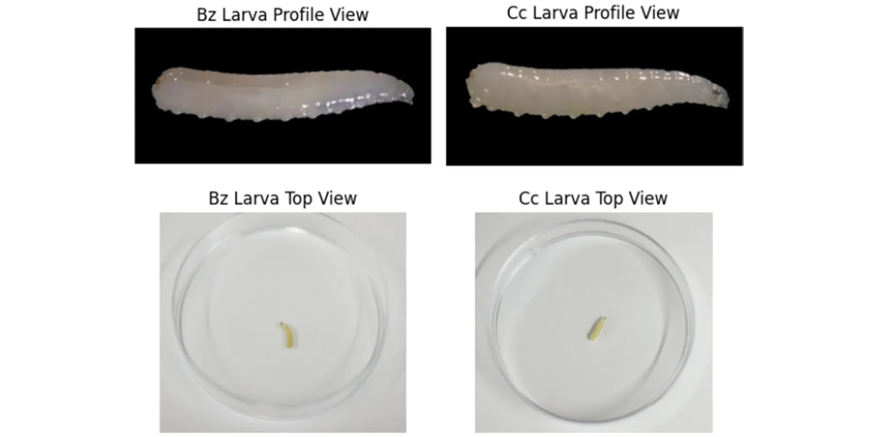 FIGURE 1 | Bactrocera zonata (Bz) and Ceratitis capitata (Cc) larvae comparison: The larvae are visually practically identical (Photos: Alex Protasov). [Colour figure can be viewed at wileyonlinelibrary.com]