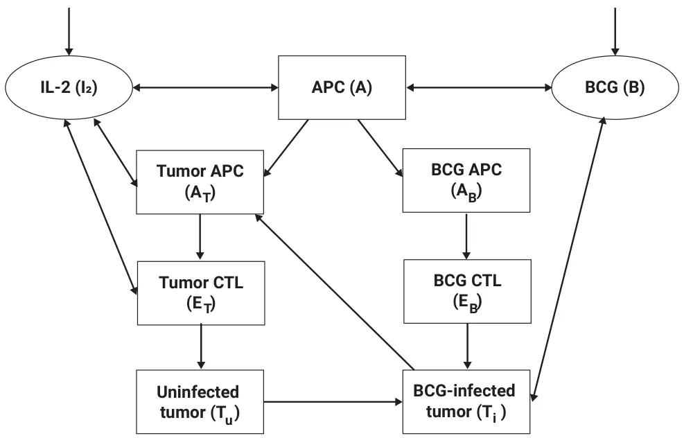 Figure 1. Our schematic view of the biological model proposed by [22].