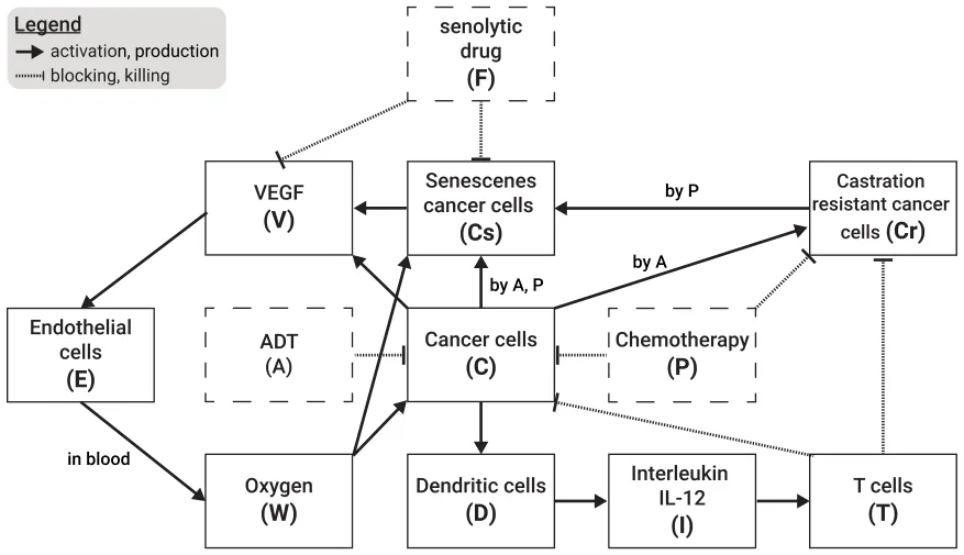 Fig. 1. A schematic view of the biological model including five cell populations and five free chemicals. The treatment-related components are marked by dashed borders.