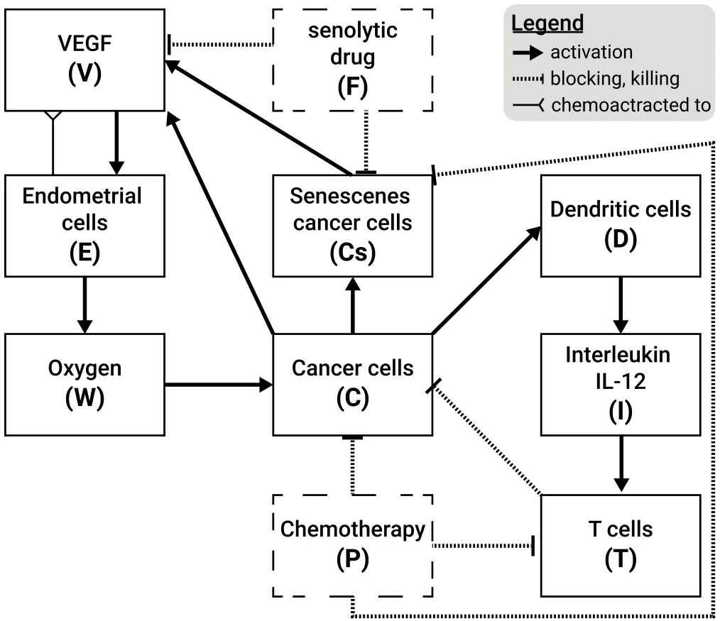 Fig. 1. A schematic view of the biological model including five cell populations and five free chemicals. The treatment-related components are marked by dashed borders.